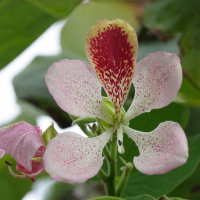 Bauhinia monandra (Arbre à orchidée, Bauhinia)