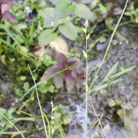 Carex remota (Laîche à épis espacés)