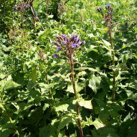 Cicerbita alpina (Laiteron alpin, Laitue alpine)