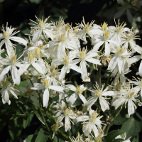clematis_recta1md