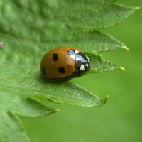 coccinella_septempunctata5md (Coccinella septempunctata)