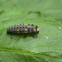 coccinella_septempunctata_larv1md (Coccinella septempunctata)