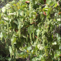 coccoloba_uvifera3md (Coccoloba uvifera)