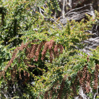 Coriaria ruscifolia (Herbe aux tanneurs)