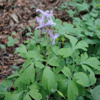 corydalis_solida3md (Corydalis solida)