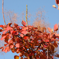 Cotinus_coggygria (Cotinus coggygria)