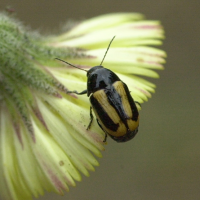 cryptocephalus_vittatus3md (Cryptocephalus vittatus)