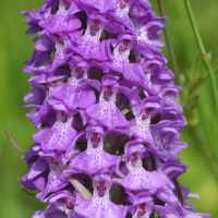 Dactylorhiza_praetermissa (Dactylorhiza praetermissa)