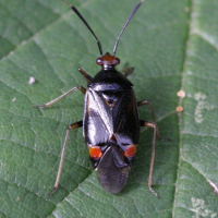 deraeocoris_ruber5bd (Deraeocoris ruber)