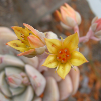 echeveria_derenbergii2bd