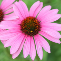 Echinacea purpurea (Échinacée pourpre, Rudbeckia pourpre)