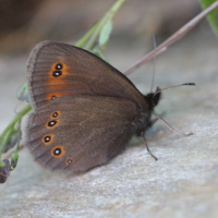 erebia_oeme2bd (Erebia oeme)