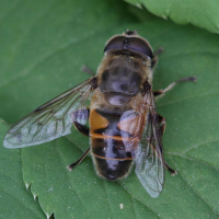 eristalis_tenax3bd (Eristalis tenax)