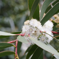 Eucalyptus gregsoniana (Eucalyptus)