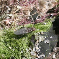 Fucellia maritima (Mouche, Mouche des plages)