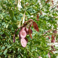 Hedysarum boutignyanum (Sainfoin de Boutigny)