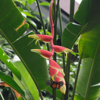 heliconia_rostrata4md