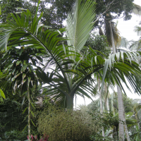 Hyophorbe indica (Palmiste poison)