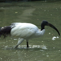 ibis_sacre_-_threskiornis_aethiopicus2md