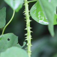 ipomoea_alba3md