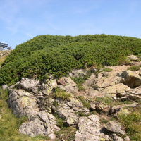 Juniperus sibirica (Genèvrier des Alpes, Genèvrier nain)