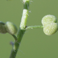 Lepidium_didymum