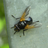 Mesembrina meridiana (Mésembrine de midi)