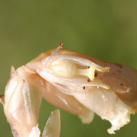 monotropa_hypopitys4cmd