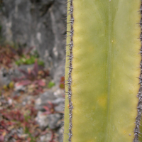 Pachycereus_marginatus