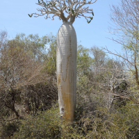 Pachypodium geayi (Pachypodium)