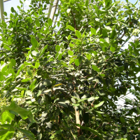 Pimenta dioica (Quatre épices, Poivre de la Jamaïque)