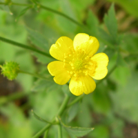 ranunculus_bulbosus3md