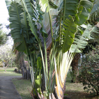 ravenala_madagascariensis2md