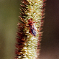 Rhopalus subrufus (Punaise)