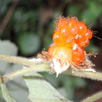 rubus_alceifolius6md (Rubus alceifolius)