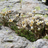 Saxifraga bryoides (Saxifrage d'Auvergne)