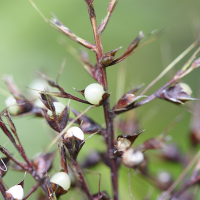 scleria_latifolia2md