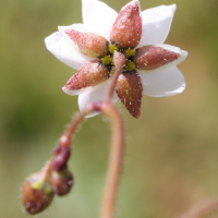 spergula_arvensis4md