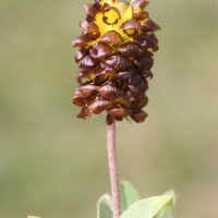 trifolium_spadiceum3md (Trifolium spadiceum)