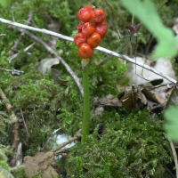 arum_maculatum4md (Arum maculatum)