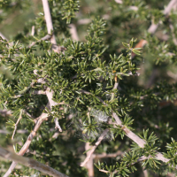 asparagus_acutifolius2md (Asparagus acutifolius)