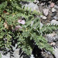 Astragalus sempervirens (Astragale)