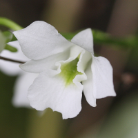 beclardia_macrostachya2md (Beclardia macrostachya)