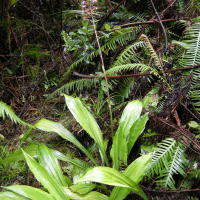 calanthe_sylvatica1md (Calanthe sylvatica)