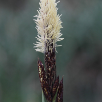 carex_acuta3md (Carex acuta)