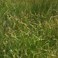 Carex rostrata (Laîche à bec)