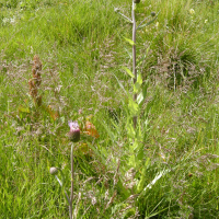 cirsium_heterophyllum6md (Cirsium heterophyllum)