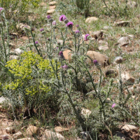 cirsium_vulgare_crinitum3md (Cirsium vulgare ssp. crinitum)