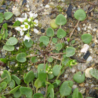 cochlearia_officinalis4md (Cochlearia officinalis)