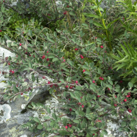 Cotoneaster integerrimus (Cotonéaster)